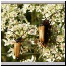 Corymbia rubra - Rothalsbock 01.jpg